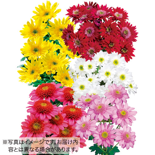 アネモネ咲きスプレー菊 ミックス 種 苗 ガーデニング用品の タキイネット通販