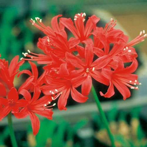 ネリネ サルニエンシス レッド 種 苗 ガーデニング用品の タキイネット通販