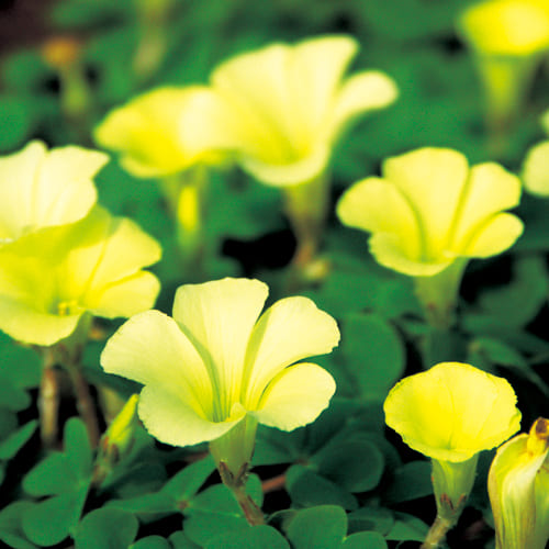 冬咲き耐寒性オキザリス ブラジルイエロー 種 苗 ガーデニング用品の タキイネット通販