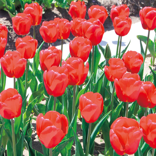 チューリップ カスパロフ 種 苗 ガーデニング用品の タキイネット通販