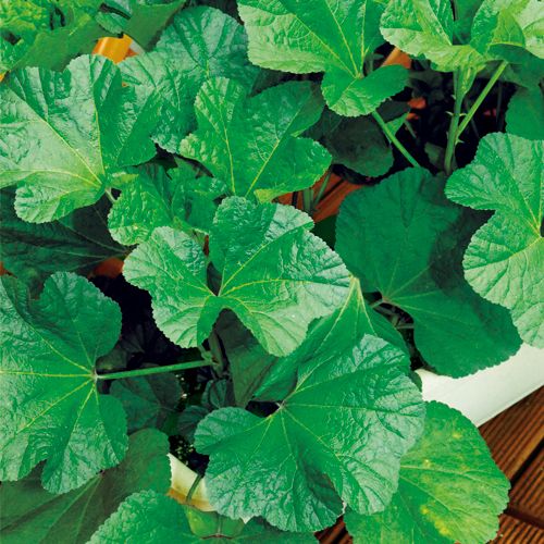 おかのり 種 苗 ガーデニング用品の タキイネット通販 おかのり 種 苗 ガーデニング用品の タキイネット通販