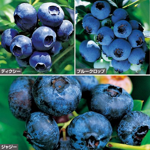 ブルーベリー ノーザンハイブッシュ系 3種セット 種 苗 ガーデニング用品の タキイネット通販