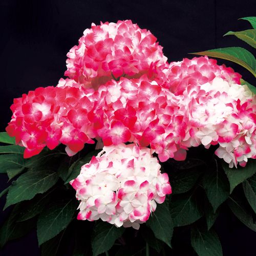 アジサイ 白寿紅 種 苗 ガーデニング用品の タキイネット通販