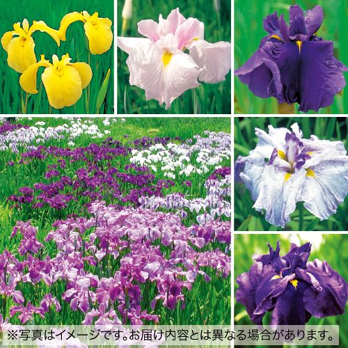 花菖蒲 ミックス 種 苗 ガーデニング用品の タキイネット通販