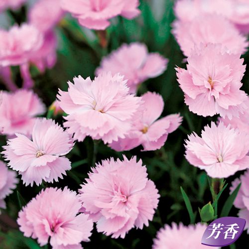 芳香四季咲きナデシコ ピンクパフューム 種 苗 ガーデニング用品の タキイネット通販
