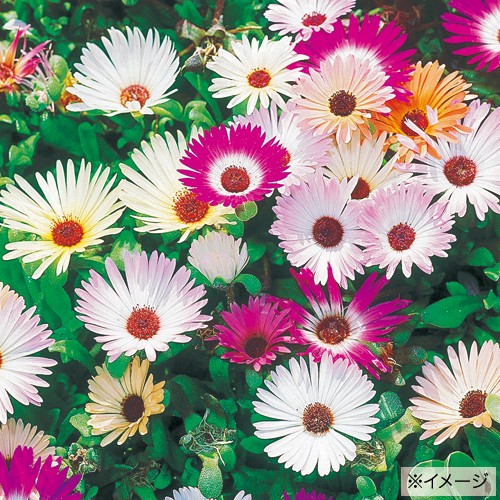 リビングストンデージー 種 苗 ガーデニング用品の タキイネット通販