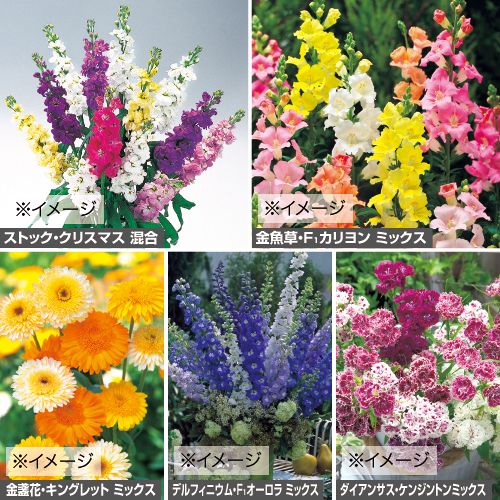 切り花向き草花タネセット 秋 種 苗 ガーデニング用品の タキイネット通販