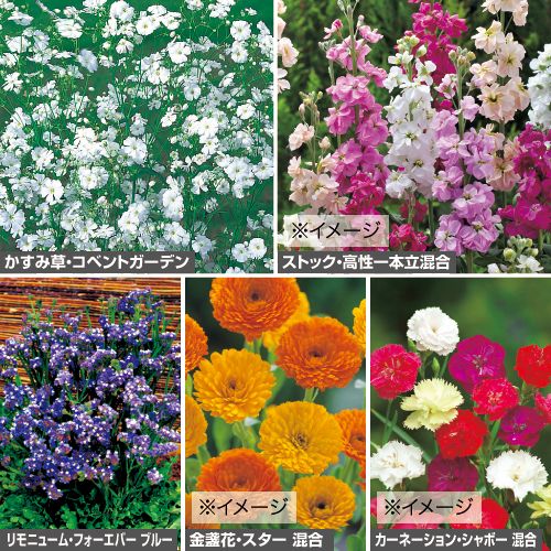 お供え花向き花タネセット 秋 種 苗 ガーデニング用品の タキイネット通販