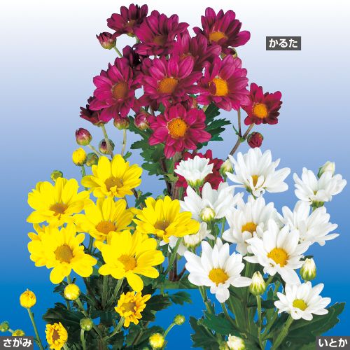 8月咲き小菊 セット 種 苗 ガーデニング用品の タキイネット通販