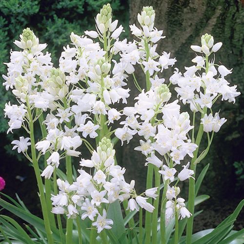 シラー カンパニュラーホワイト 種 苗 ガーデニング用品の タキイネット通販 シラー カンパニュラーホワイト 種 苗 ガーデニング用品の タキイネット通販