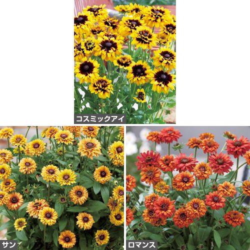 ルドベキア エンチャンテッド3種 セット 種 苗 ガーデニング用品の タキイネット通販