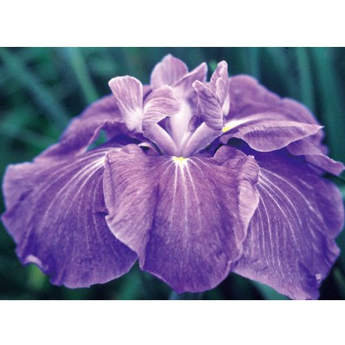 花菖蒲 夜の虹 種 苗 ガーデニング用品の タキイネット通販