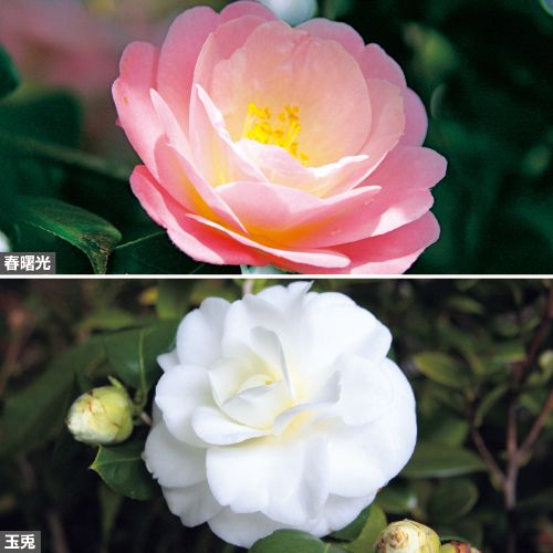 ツバキ 八重花2種 セット 種 苗 ガーデニング用品の タキイネット通販