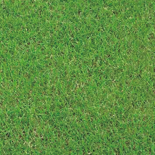 バミューダグラス サバンナ2 種 苗 ガーデニング用品の タキイネット通販