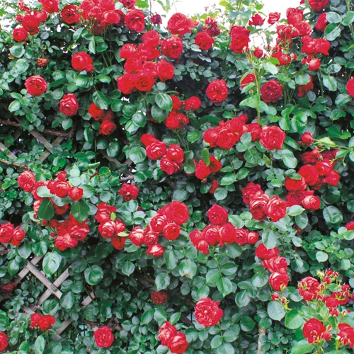 バラ ルージュ ピエール ドゥ ロンサール R 種 苗 ガーデニング用品の タキイネット通販