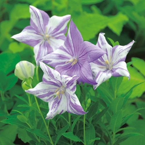 絞り咲きキキョウ 種 苗 ガーデニング用品の タキイネット通販