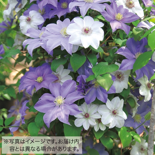 クレマチス 鉢植用 ミックス 種 苗 ガーデニング用品の タキイネット通販