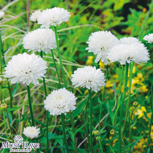 シャスターデージー サマースノーボール 種 苗 ガーデニング用品の タキイネット通販