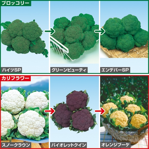 ブロッコリー カリフラワー苗リレー収穫 セット 種 苗 ガーデニング用品の タキイネット通販
