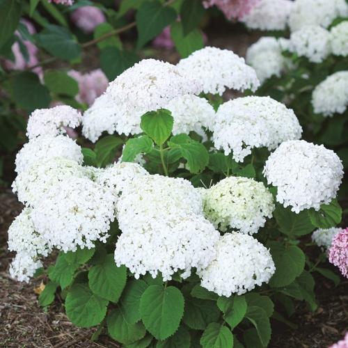 アジサイ アナベルコンパクト 種 苗 ガーデニング用品の タキイネット通販