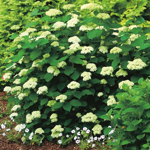 アジサイ ライムのアナベル 種 苗 ガーデニング用品の タキイネット通販 アジサイ ライムのアナベル 種 苗 ガーデニング用品の タキイネット通販