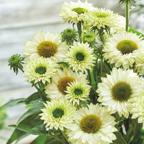 エキナセア ホワイトパーフェクション 種 苗 ガーデニング用品の タキイネット通販