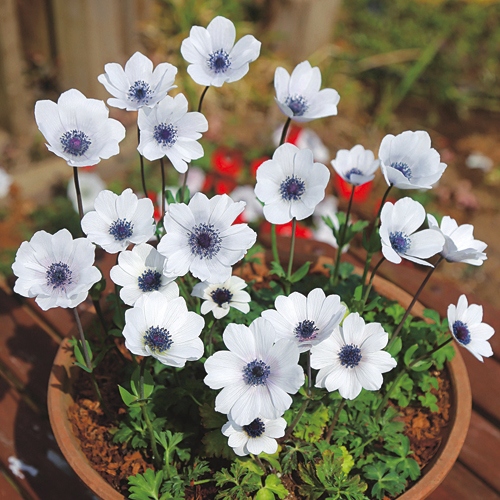 アネモネ フルゲンス ホワイトシェード 種 苗 ガーデニング用品の タキイネット通販