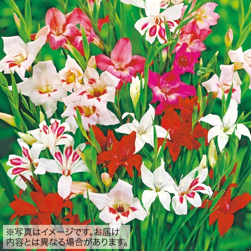 早咲きグラジオラス ミックス 種 苗 ガーデニング用品の タキイネット通販