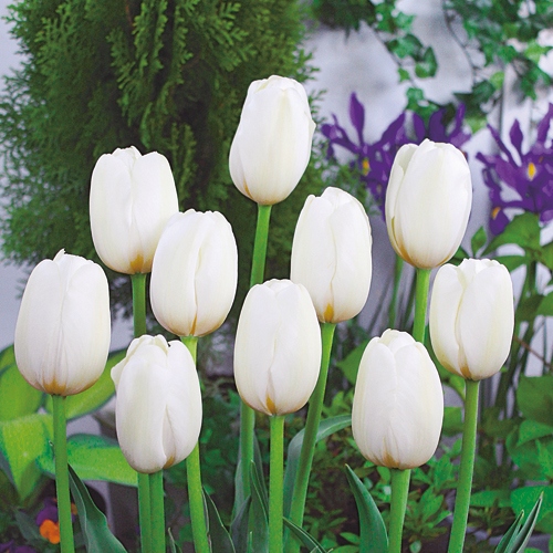 チューリップ ペイズバス 種 苗 ガーデニング用品の タキイネット通販