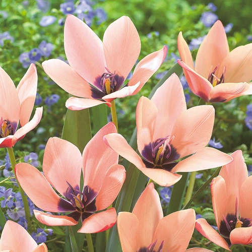 原種系チューリップ アニカ 種 苗 ガーデニング用品の タキイネット通販