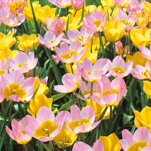 可愛い花柄 チューリップ花柄 ピンク エレガントな気質 パーティーの装飾 気品あふれるチューリップ140 180cm 女性らしい Organicfarmermag Com 可愛い花柄 チューリップ花柄 ピンク エレガントな気質 パーティーの装飾 気品あふれるチューリップ140 180cm 女性らしい Organicfarmermag Com