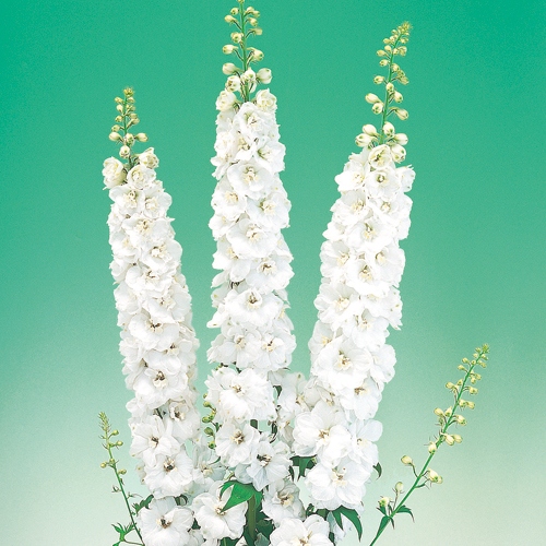 デルフィニウム F1オーロラ ホワイト 種 苗 ガーデニング用品の タキイネット通販