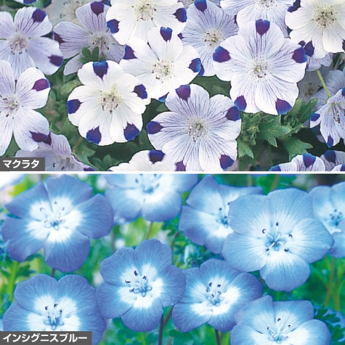 ネモフィラ 苗株 Www Vetrepro Fr