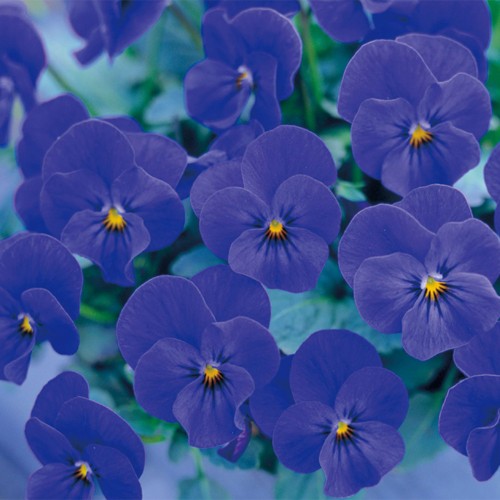 ビオラ F1ビビ オーシャンブルー 種 苗 ガーデニング用品の タキイネット通販