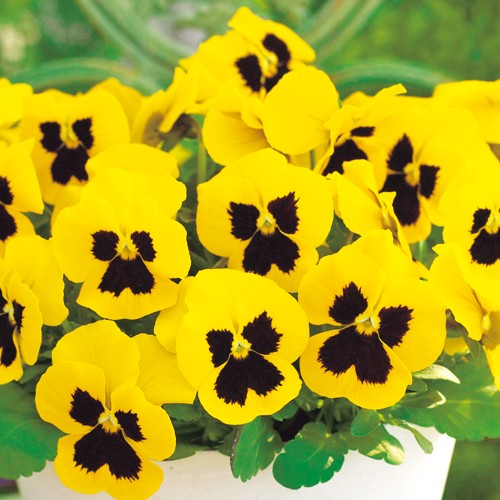 花の種 営利用 ウィンター パンジー F1ナチュレ系 F1ナチュレ マルベリー 1000粒 10 クリスタルコート種子 タキイ種苗 Vg ベジタブルガーデン ハラダ 通販 ベジタブルガーデン ハラダ花の種 営利用 ウィンター パンジー F1ナチュレ系 F1ナチュレ イエロー