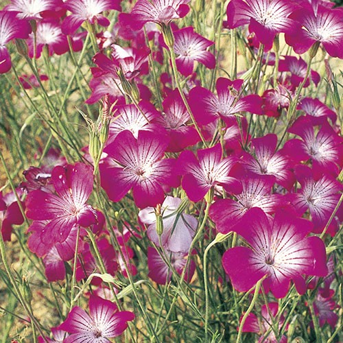 アグロステンマ パープル クイーン 種 苗 ガーデニング用品の タキイネット通販 アグロステンマ パープル クイーン 種 苗 ガーデニング用品の タキイネット通販