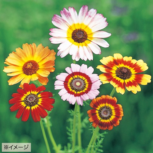花輪菊 メリー 混合 種 苗 ガーデニング用品の タキイネット通販