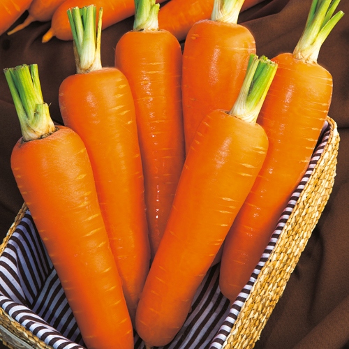 ニンジン 優馬 種 苗 ガーデニング用品の タキイネット通販