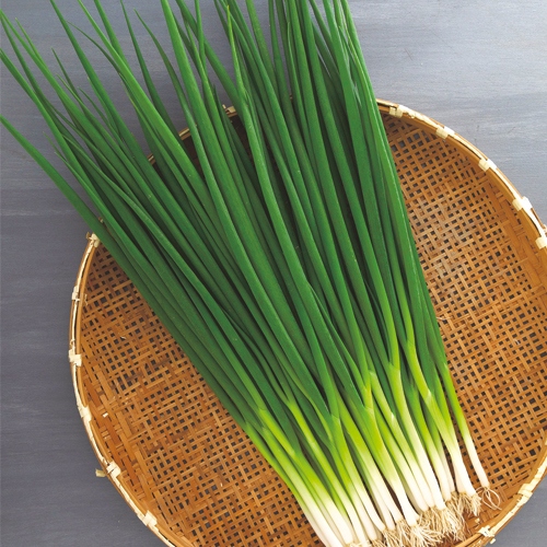 葉ネギ 京千羽 種 苗 ガーデニング用品の タキイネット通販