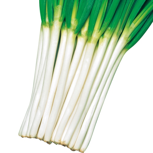 根深ネギ ホワイトツリー 種 苗 ガーデニング用品の タキイネット通販