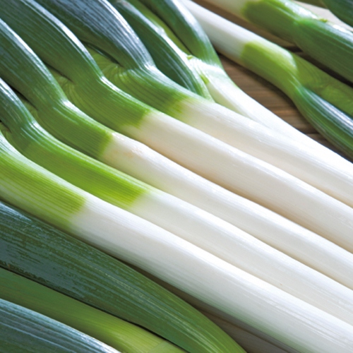 根深ネギ 初夏一文字 R 種 苗 ガーデニング用品の タキイネット通販