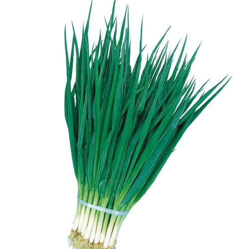 九条ネギ 九条太 種 苗 ガーデニング用品の タキイネット通販