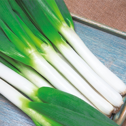 短形根深ネギ ふゆわらべ 農研機構育成 種 苗 ガーデニング用品の タキイネット通販