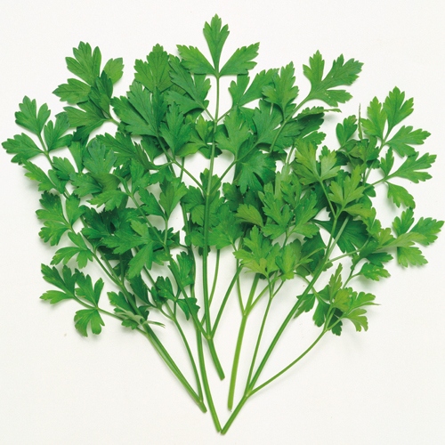 ハーブ イタリアンパセリ パスレラー 種 苗 ガーデニング用品の タキイネット通販