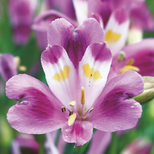 アルストロメリア交配選抜種 ムラサキスポットレス 種 苗 ガーデニング用品の タキイネット通販