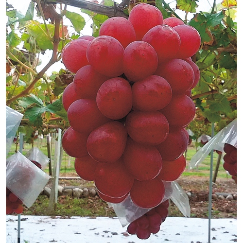 ブドウ コトピー 種 苗 ガーデニング用品の タキイネット通販