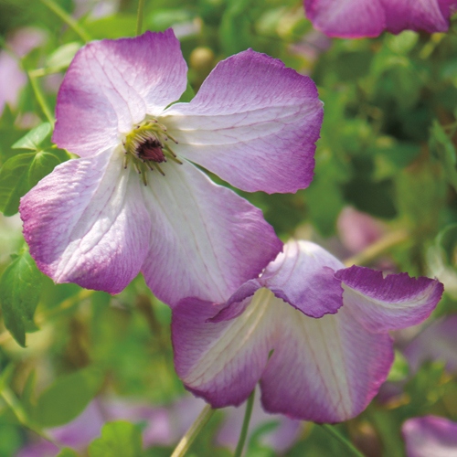 クレマチス アイアムレディキュー 種 苗 ガーデニング用品の タキイネット通販