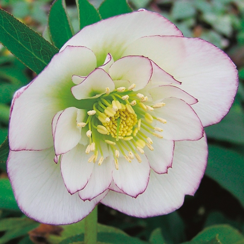 クリスマスローズ ホワイトオーケストラ 種 苗 ガーデニング用品の タキイネット通販