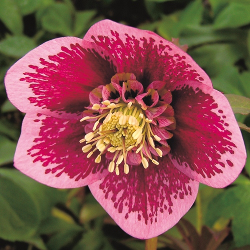 クリスマスローズ クランベリーシフォン 種 苗 ガーデニング用品の タキイネット通販