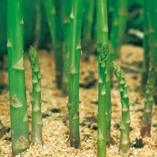 アスパラガス キングアスパラガス 種 苗 ガーデニング用品の タキイネット通販 アスパラガス キングアスパラガス 種 苗 ガーデニング用品の タキイネット通販